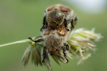 The bread beetle, or Kuzka (Anisoplia austriaca) is a beetle of the lamellar family, a dangerous pest of cereals. Two beetles mate on a stalk of grass.