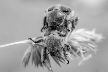 The bread beetle, or Kuzka (Anisoplia austriaca) is a beetle of the lamellar family, a dangerous pest of cereals. Two beetles mate on a stalk of grass.