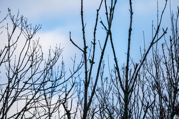 branches against sky with small bird