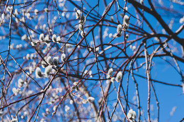 buds on a willow branch