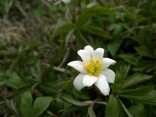 beautiful white spring wild anemone flower in the forest close up