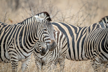 Fototapeta na wymiar Close up of Zebras in the high grass.