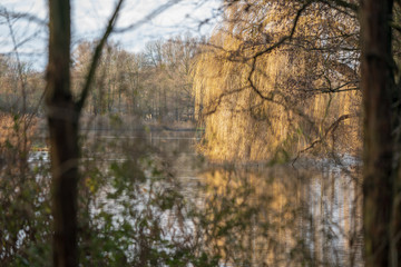 lake through trees