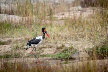 Saddle-billed stork in the water.