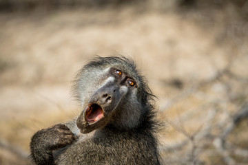 Chacma baboon yawning in the Kruger.