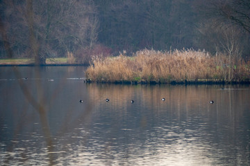 lake with ducks