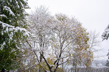 Snow covered trees in autumn, Hvittrask (Hvitträsk), Kirkkonummi, Finland