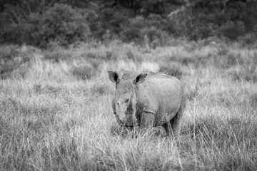 White rhino standing in the grass.