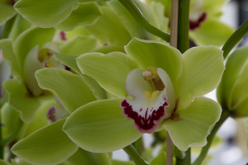 Fototapeta premium close-up of a blossom of an orchid
