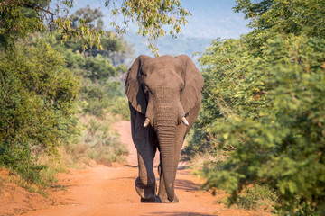 Fototapeta na wymiar Big Elephant bull walking towards the camera.