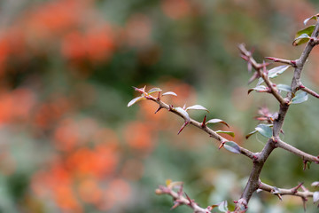 red leaves and thorns