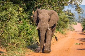 Fototapeta na wymiar Big Elephant bull walking towards the camera.