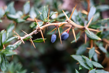 green leaves and thorns