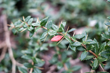 green leaves and thorns