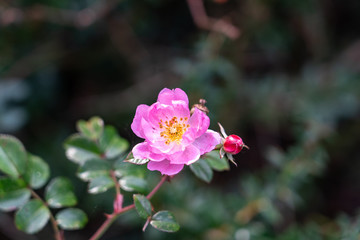 pink flower in the garden