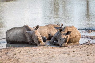 Group of White rhinos laying in the water.