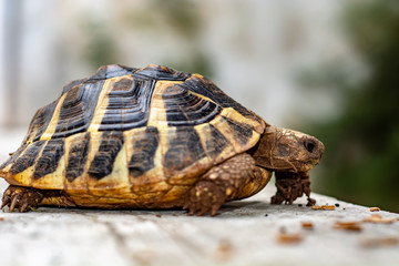 ground turtle on the road