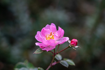 pink flower in the garden