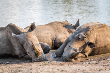 Group of White rhinos laying in the water.