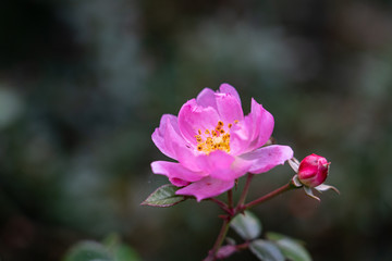 pink flower in the garden