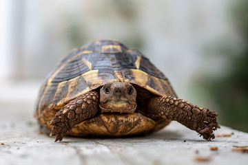ground turtle on stone