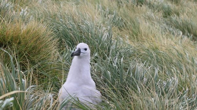 Black browed Albatross chick in tussack grass