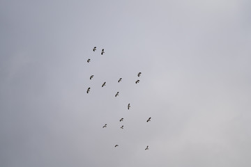flock of birds