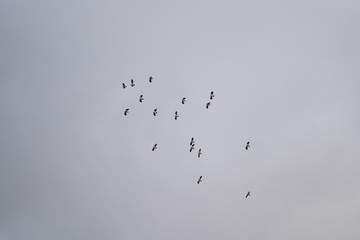 flock of birds