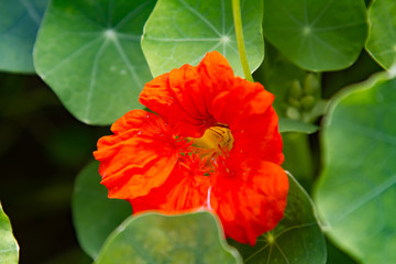 close-up of the red blossom of a nasturtium