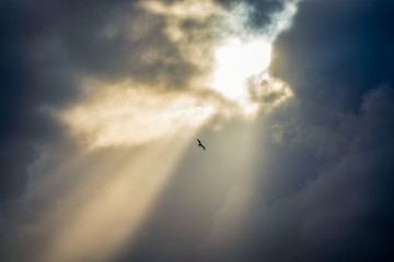 birds flying in clouds and beam of light