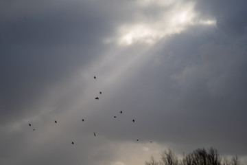 birds flying in clouds and beam of light