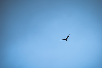 bird in flight