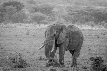 Fototapeta na wymiar Big male Elephant walking in the grass.