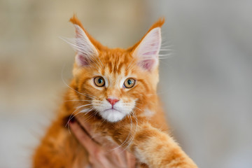 Naklejka na ściany i meble Love for cats. Chic red cat Maine Coon. Animal protection