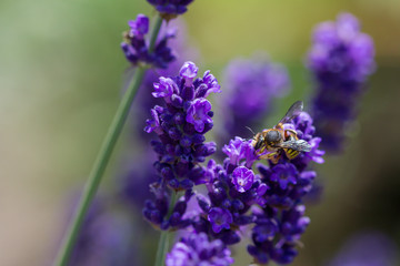 bee on a blooming lavender