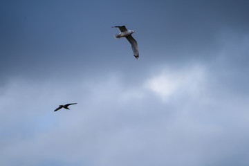 two seagulls flying in the sky