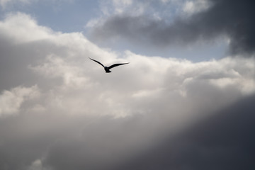 clouds in the sky with bird