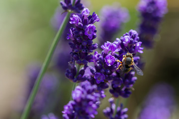 bee on a blooming lavender