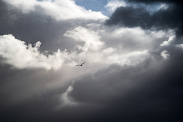 clouds in the sky with bird