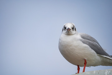 seagull looking