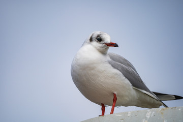 seagull looking