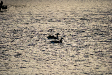 geese in the water