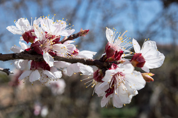 Close-up Apricot Tree In Bloom