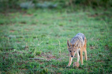 Black-backed jackal standing in the grass.