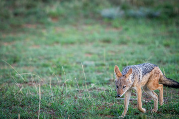 Black-backed jackal standing in the grass.