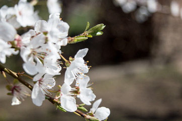 Close-up Plum Tree In Bloom