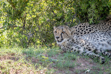 Cheetah laying in the grass under a bush.