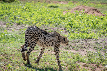 Cheetah walking away from the camera.