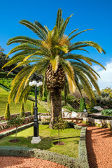 Fototapeta na wymiar Palm in the Bahai Gardens at Mount Carmel in Haifa, Israel, Middle East