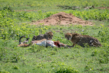Cheetahs feeding on a male Impala kill.
